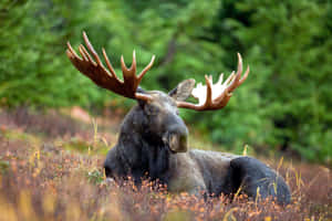 Majestic Moosein Natural Habitat.jpg Wallpaper