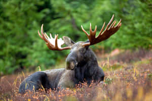 Majestic Moosein Natural Habitat.jpg Wallpaper