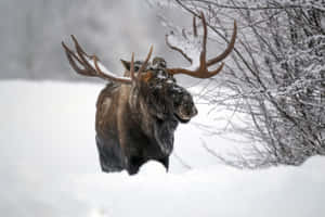 Majestic Moosein Winter Wonderland.jpg Wallpaper