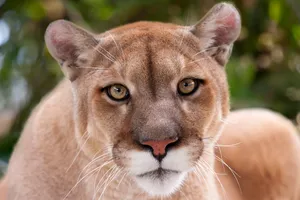Majestic Mountain Cougar Wallpaper