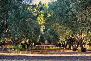 Majestic Olive Tree In Its Own Environment Wallpaper