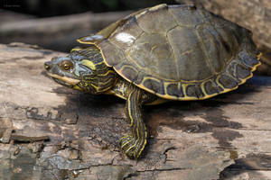 Majestic Pearl River Map Turtle Basking On A Rock Wallpaper