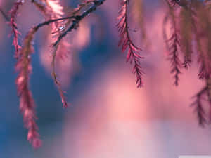 Majestic Pink Trees Against Serene Blue Sky Wallpaper