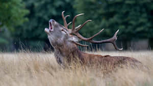 Majestic Red Deer Bellowingin Field Wallpaper