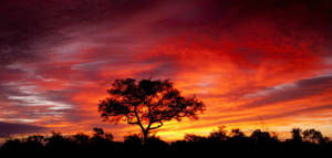 Majestic Red Sunset Over The African Savannah Wallpaper