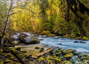 Majestic Rocky River Cutting Through The Lush Green Forest In Forks, Washington Wallpaper