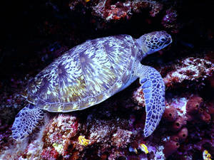 Majestic Sea Turtle Gliding Through Vibrant Coral Reefs Wallpaper
