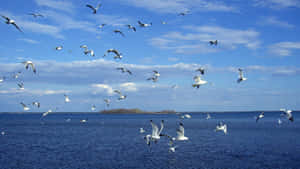 Majestic Seagull Soaring Over The Ocean Wallpaper