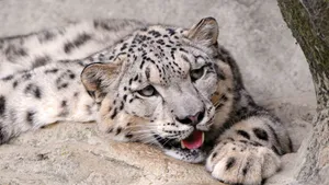 Majestic Snow Leopard In Its Natural Habitat Wallpaper