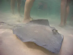 Majestic Stingray Swimming In Crystal Clear Water Wallpaper