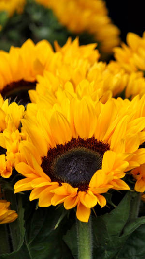 Majestic Sunflowers And Roses Arrangement Wallpaper