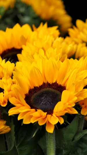 Majestic Sunflowers And Roses Arrangement Wallpaper