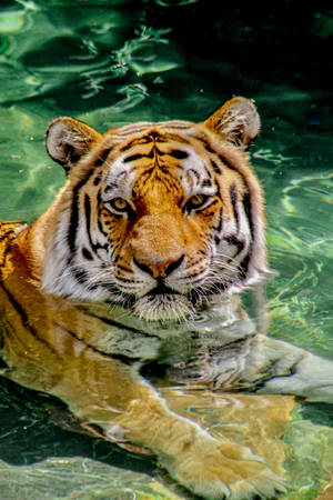 Majestic Tiger Submerged In Water Iphone Wallpaper Wallpaper