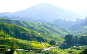 Majestic View Of Cameron Highlands Tea Garden Wallpaper