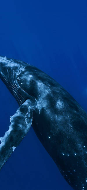 Majestic Whale In The Blue Ocean Wallpaper