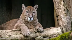 Majestic Wild Cougar Wallpaper