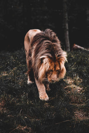 Majestic Wild Lion Prowling In Its Natural Habitat Wallpaper