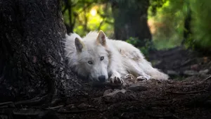 Majesty Of The Wild - A Regal Pretty Wolf Takes In His Surroundings Wallpaper