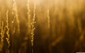 Make The Most Of Summer Until It's Gone Wallpaper