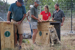 Malawi Workers Releasing Leopards Wallpaper