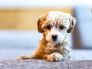 Maltese-poodle Puppy Wallpaper