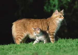 Mama Cat With Kitten Wallpaper