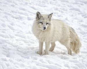 Mammal Wild Arctic Fox Wallpaper