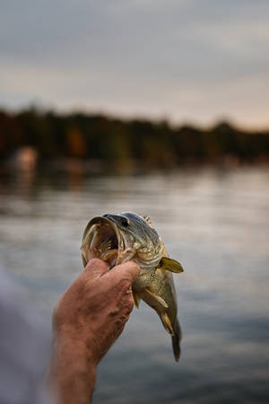 Man Fishing A Bass Wallpaper