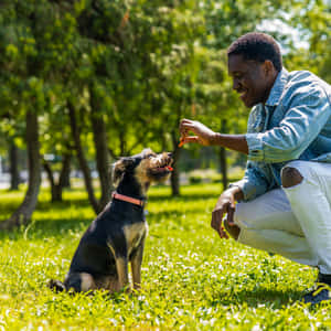 Man_ Training_ Dog_ With_ Treat_ Outdoors.jpg Wallpaper