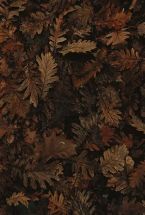 Maple Leaf Mobile Wallpaper