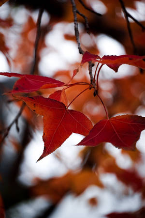 Maple Leaves Autumn Phone Wallpaper