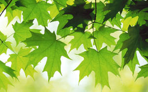 Maple Leaves Best Ever Desktop Wallpaper