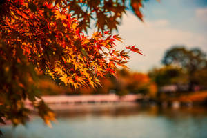 Maple Leaves In Cute Fall Aesthetic Wallpaper