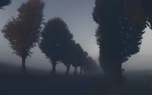 Maple Tree Dark Autumn Silhouette Wallpaper