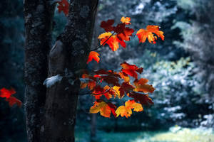 Maples Leaves And Sneakers Wallpaper