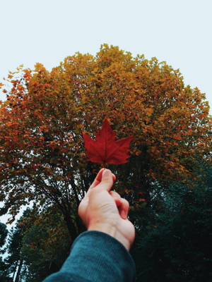 Maples Leaves In Hand Wallpaper