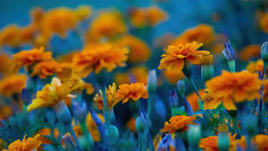 Marigold Field Full Screen 4k Flowers Wallpaper