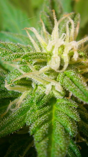 Marijuana Cannabis Macro Photography Wallpaper