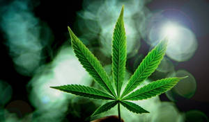 Marijuana Leaf Photography Wallpaper