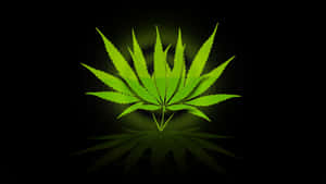 Marijuana Leaf With Circle Ring Wallpaper