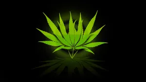 Marijuana Leaf With Circle Ring Wallpaper