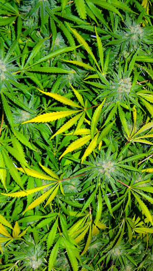 Marijuana Leaves Nature Wallpaper
