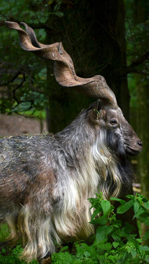 Markhor Jungle Iphone Wallpaper