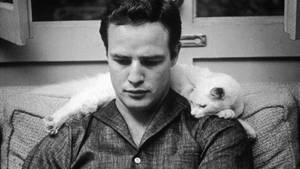 Marlon Brando And White Cat Wallpaper