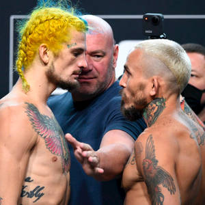 Marlon Vera Sean O'malley Blonde Wallpaper