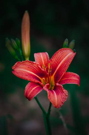 Marsh Lily Flower Android Wallpaper