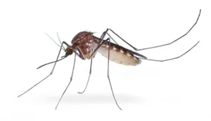 Marsh Mosquito Close Up Wallpaper