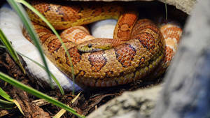 Mating Corn Snakes Wallpaper