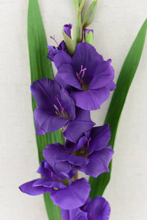 Mauve Gladiolus Flower Wallpaper