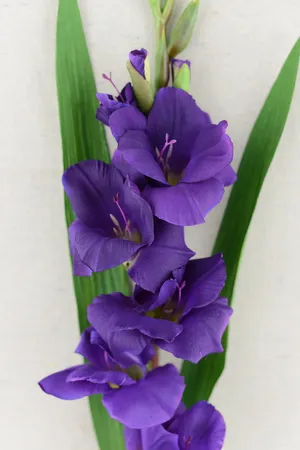 Mauve Gladiolus Flower Wallpaper